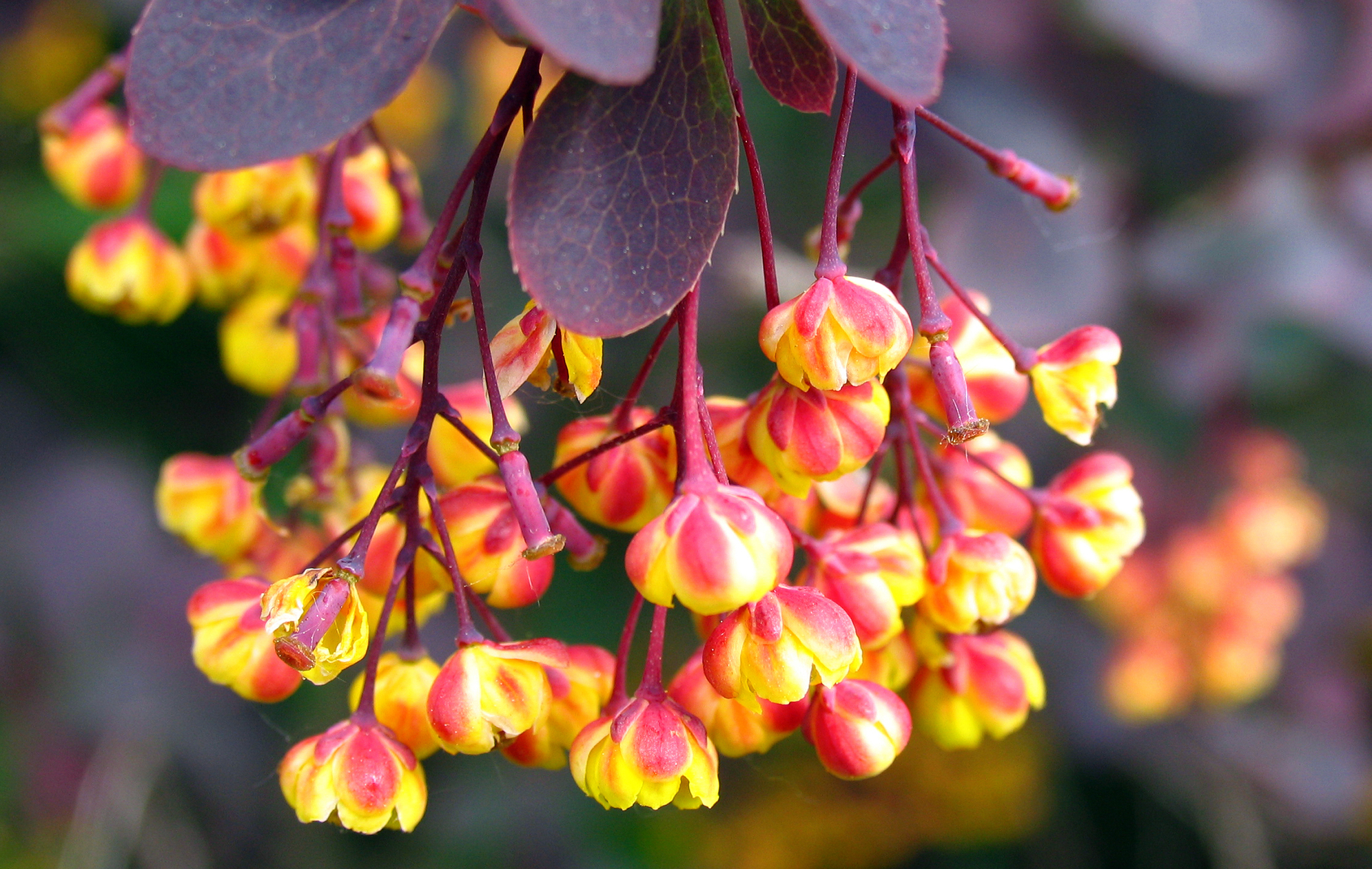 Sunergetic Products - Learn more about Berberine