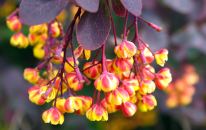 Sunergetic Products - Learn more about Berberine